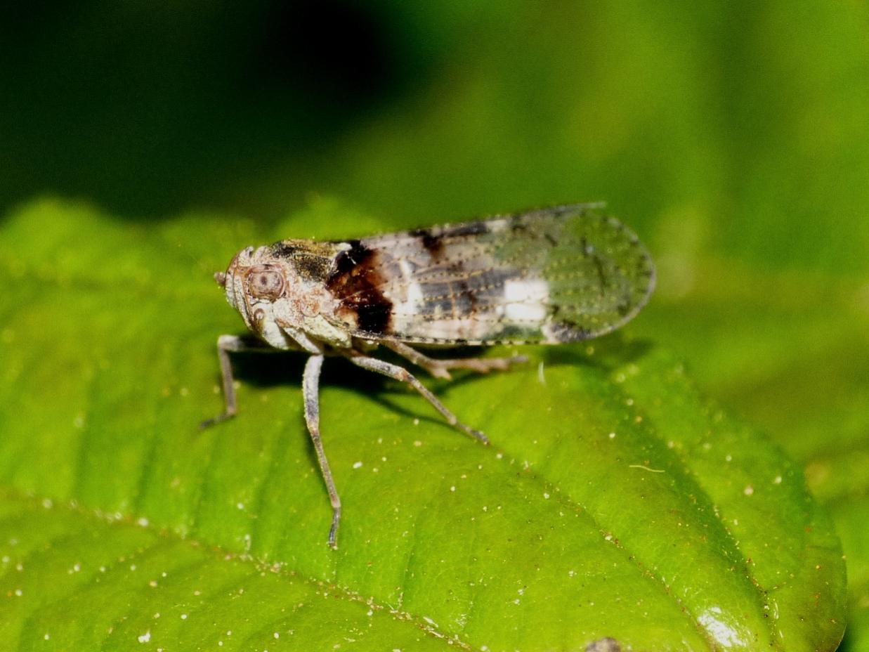 Cixius sp.?